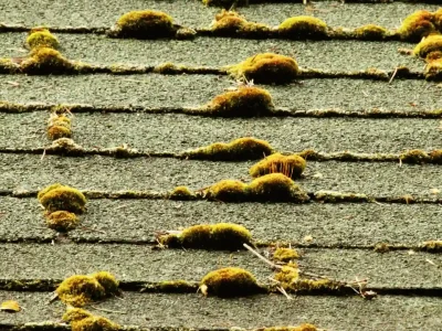 Asphalt roof shingles covered in moss growth caused by humidity and moisture in Northwest Arkansas