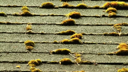 Asphalt roof shingles covered in moss growth caused by humidity and moisture in Northwest Arkansas