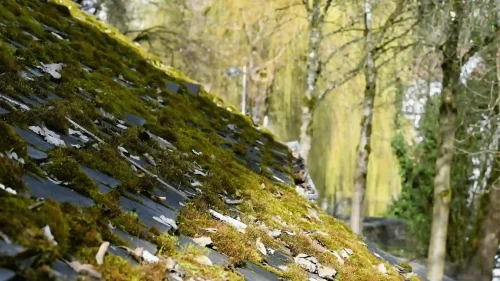 Roof shingles with moss growth and discoloration caused by moisture and algae in Northwest Arkansas