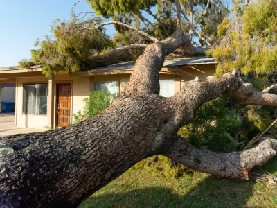Fallen tree causing roof damage on a hom